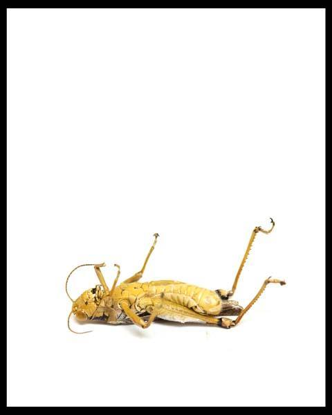 Grasshopper lying on it's back